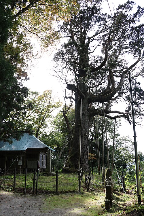 Kohata no O Sugi (Kohata's Great Cedar)