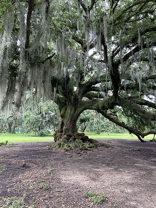 The Tree of Life