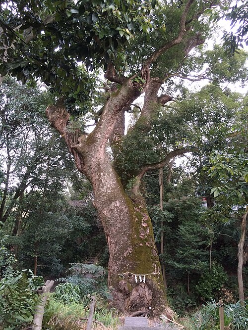 The Giant Camphor of Naratsuhiko Shrine