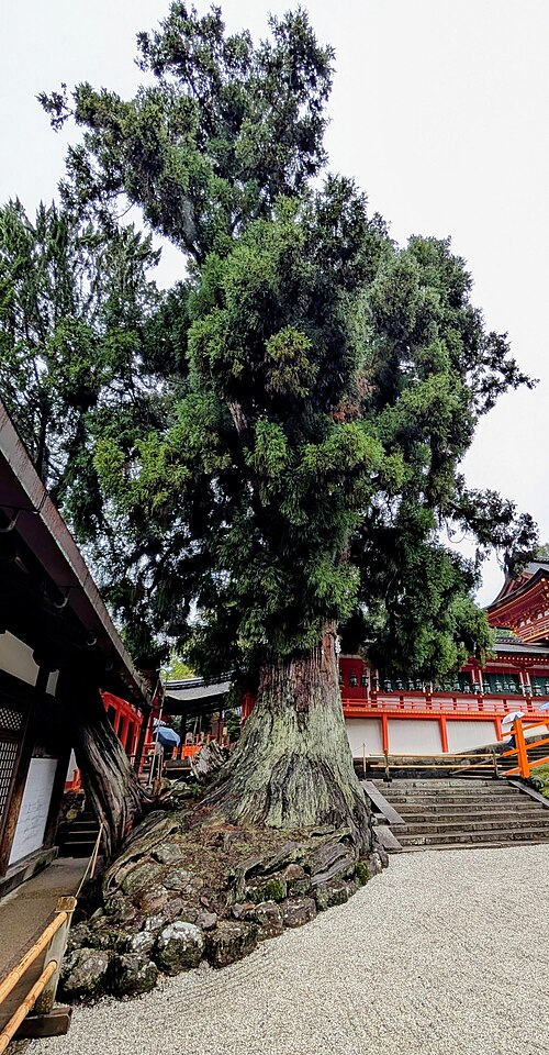 The Great Cedar of Kasuga Taisha
