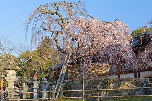 The First Cherry of Nara