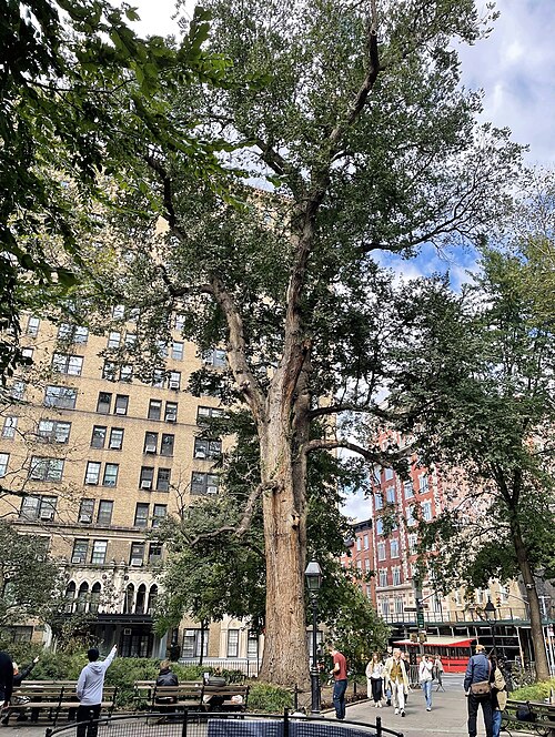The Hangman's Elm