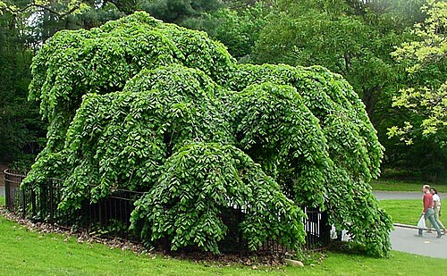 The Camperdown Elm