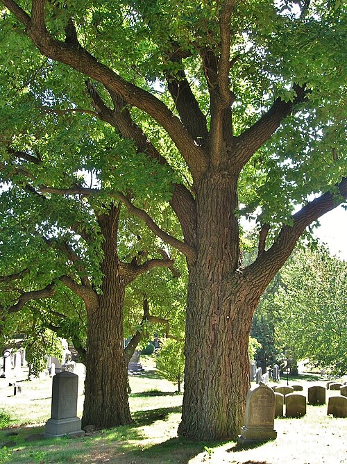 The Sassafras of Green-Wood