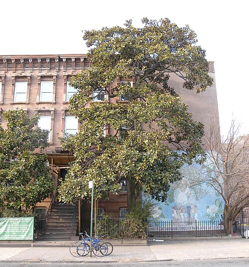 The Magnolia of Hattie Carthan