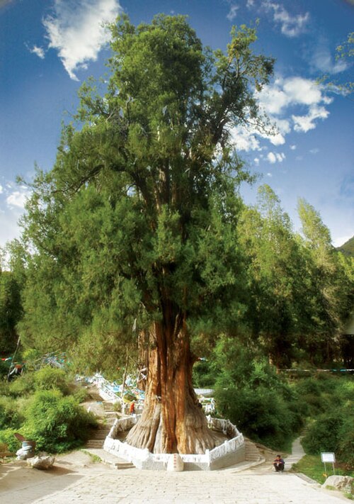 King Cypress