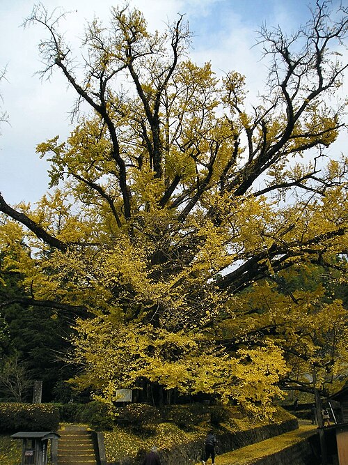 Shimojo no Oichou (the Great Ginkgo of Shimojo)