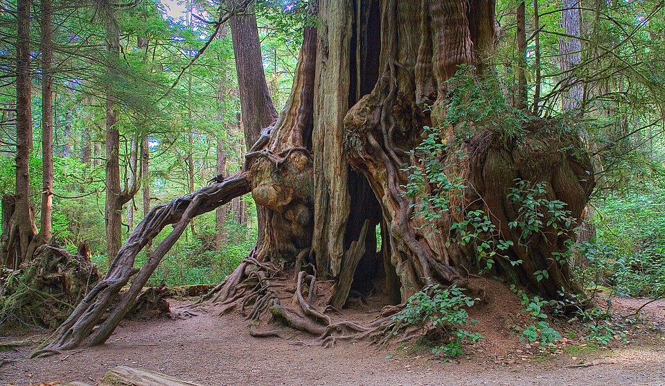 The Kalaloch Redcedar
