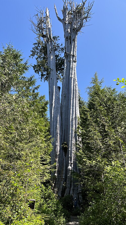 The Duncan Cedar
