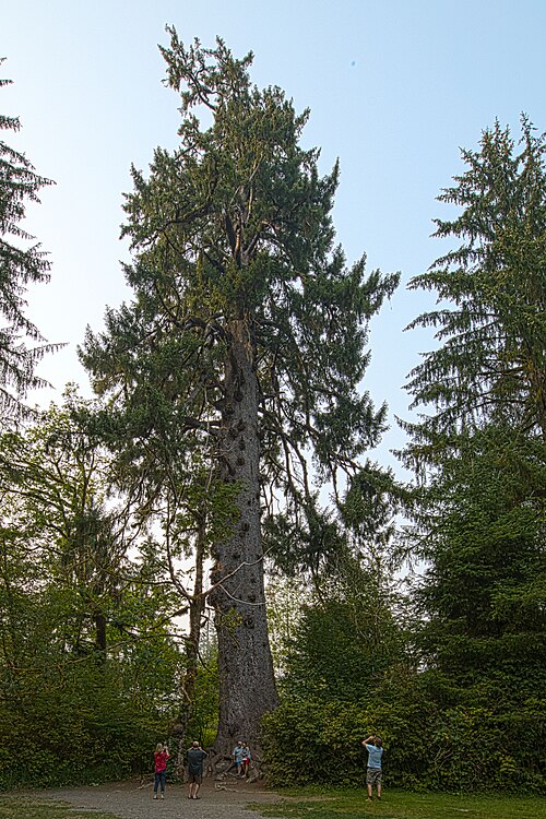 The Quinault Big Spruce