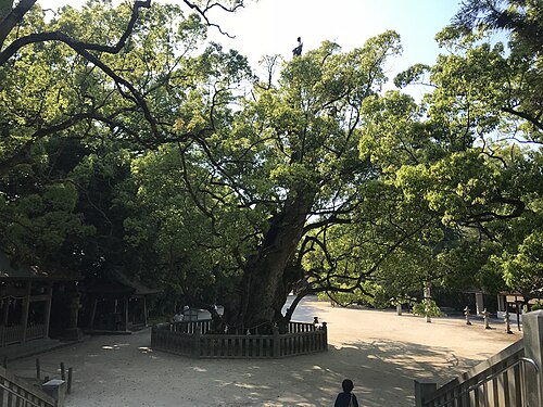 Ochi-no-Mikoto's Hand-Planted Camphor