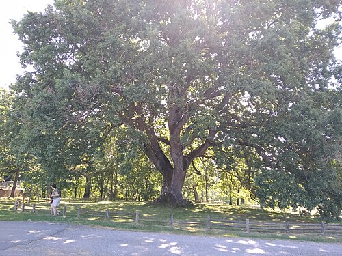 Ondategiko Haritza (Roble de Ondategi)