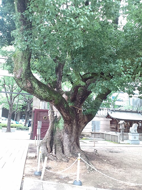 難波神社のクスノキ