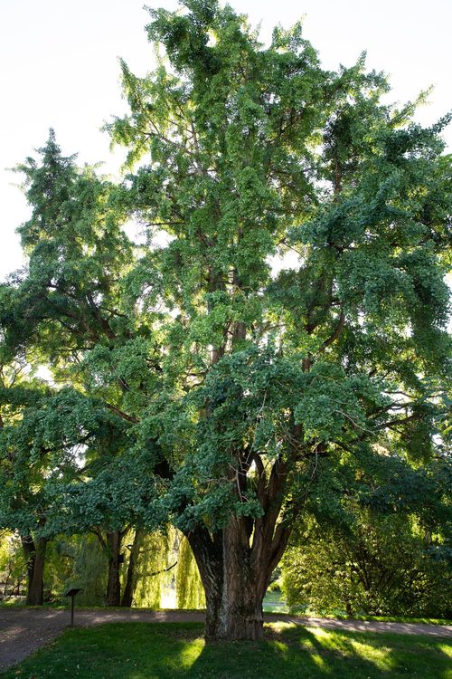 The Ginkgo of Botanisk Hage