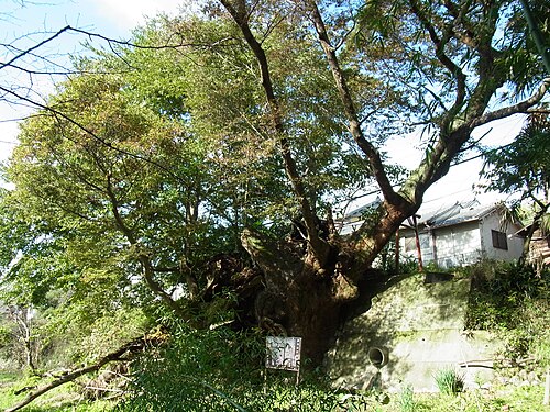 The Zelkova of Tsutta