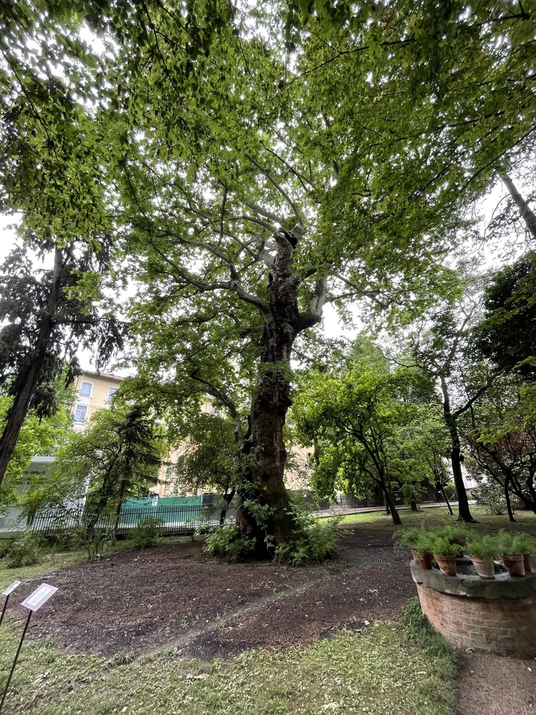 The Oriental Plane of the Orto Botanico