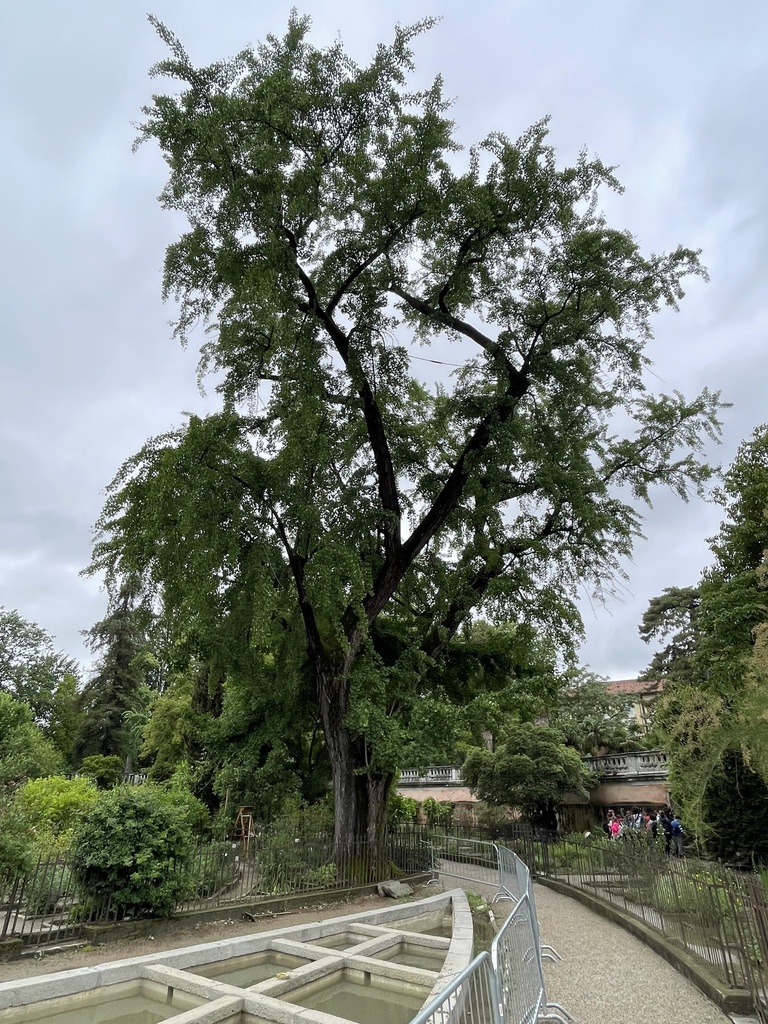 The Grafted Ginkgo of the Orto Botanico