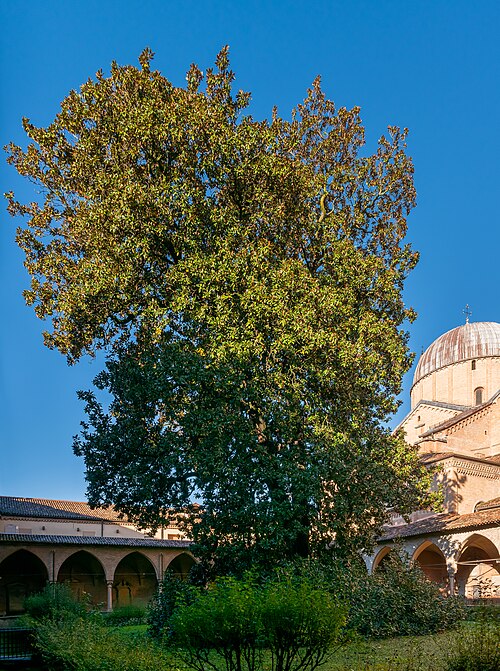 The Magnolia of the Saint
