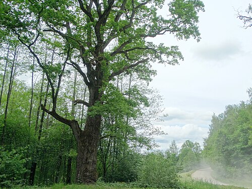 The Akmenynė Oak