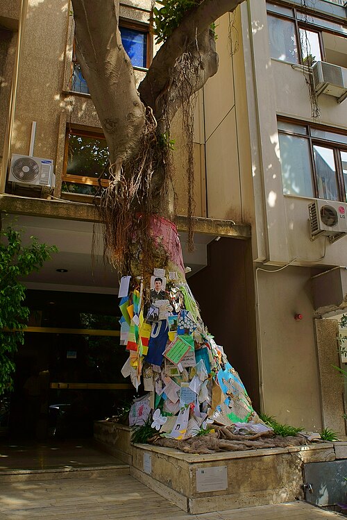 L'Albero di Falcone