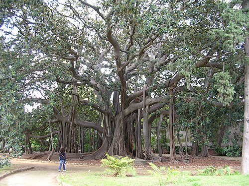 The Ficus of the Orto Botanico