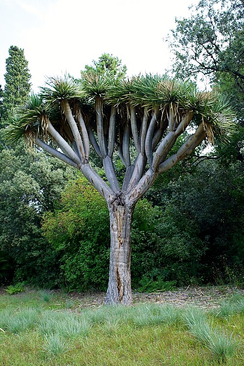 The Dragon Tree of Villa Malfitano
