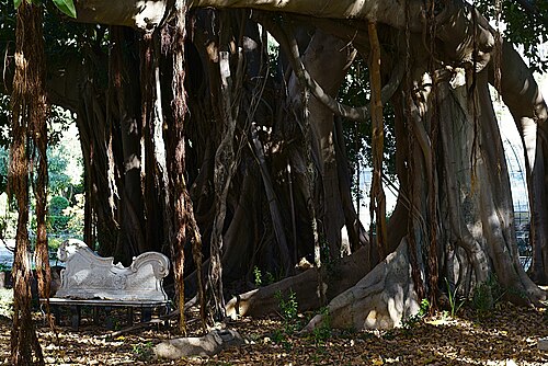 Il Ficus di Villa Trabia