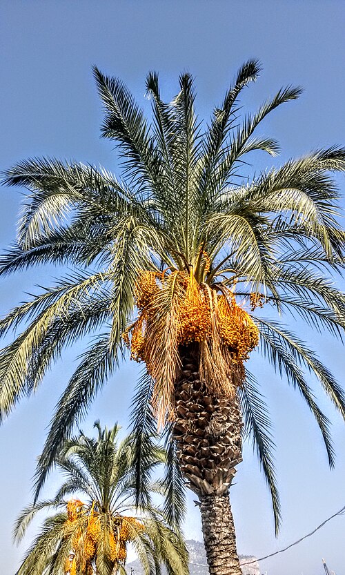 The Date Palm of Villa Bonanno