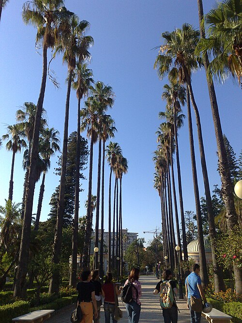 The Palm Avenue of Villa Giulia