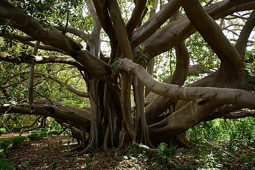The Fig of Villa Malfitano