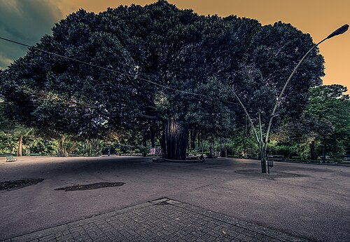 The Fig of the Giardino Inglese