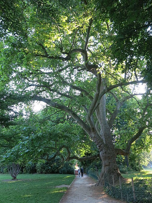 The Great Plane of Parc Monceau