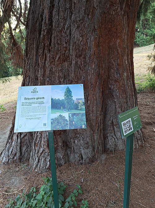 The Sequoia of Buttes-Chaumont