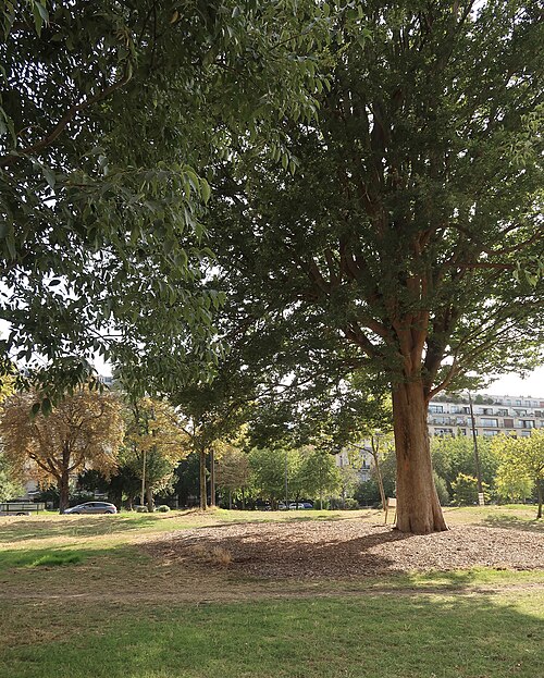 The Caucasian Elm of Avenue Foch
