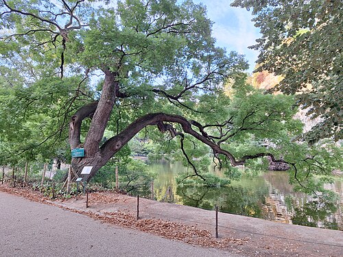 Le Sophora du bord du lac