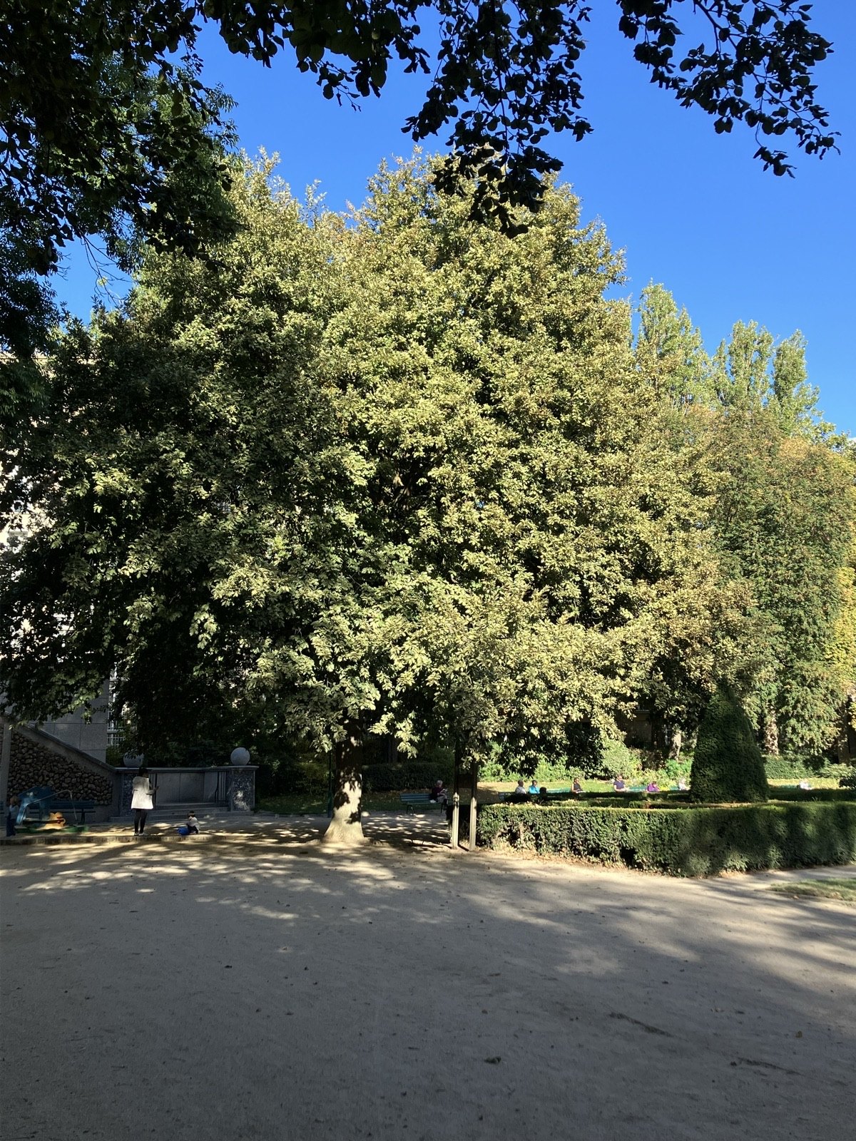 The Turkey Oak of Square Rene-Le Gall