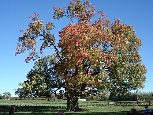 The Comfort Maple