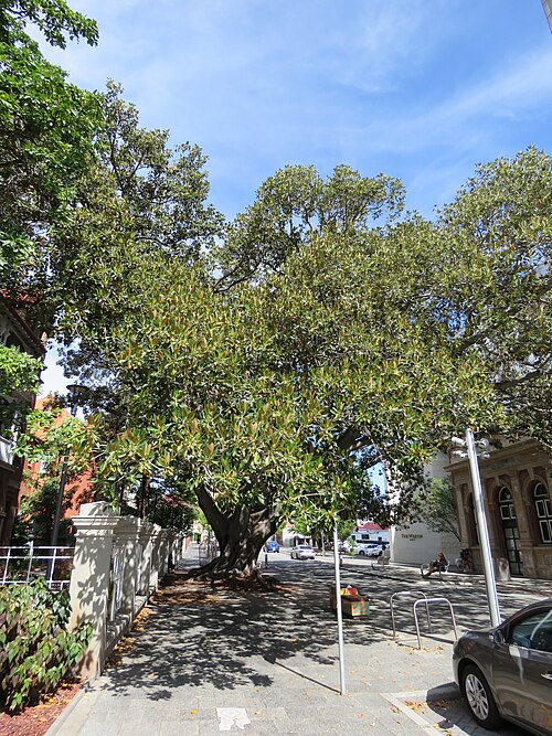 The Moreton Bay Fig Tree, Royal Perth Hospital