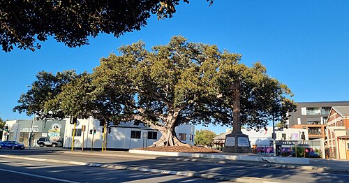 The Proclamation Tree