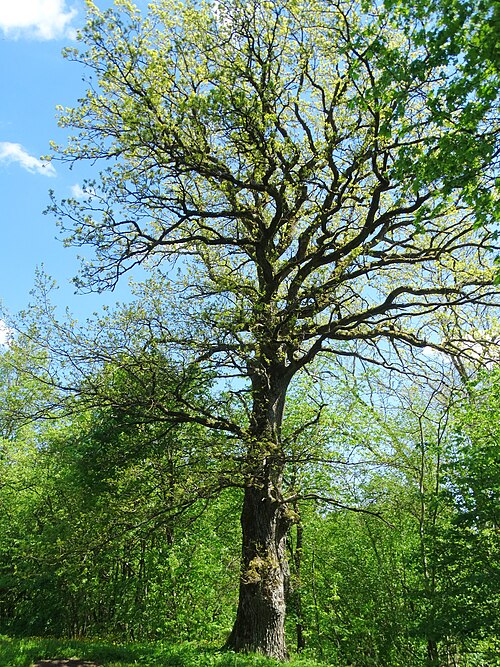 The Tamosaiciai Cemetery Oak