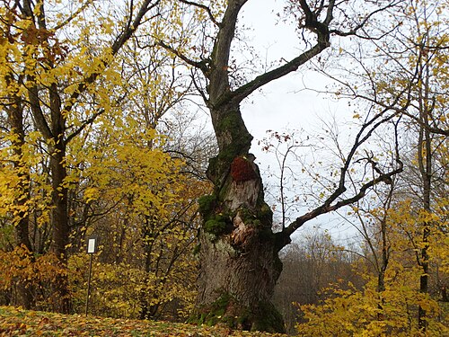 Gaurė Oak