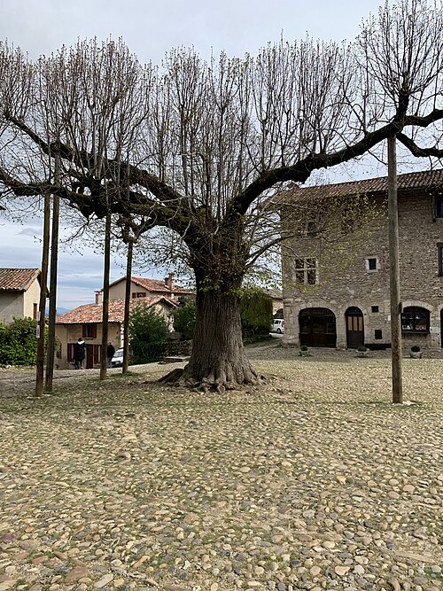 The Tilleul de Pérouges (Liberty Tree)