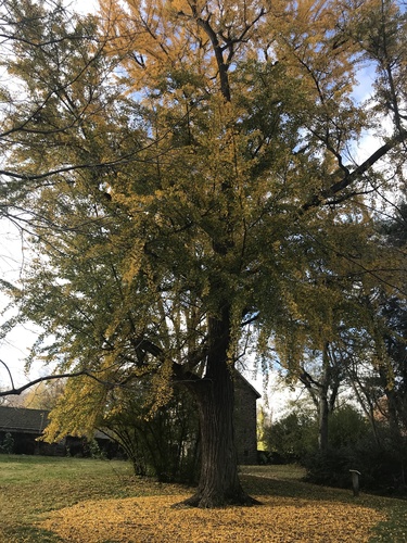 Bartram's Ginkgo