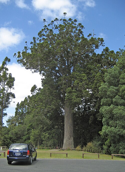McKinney Kauri