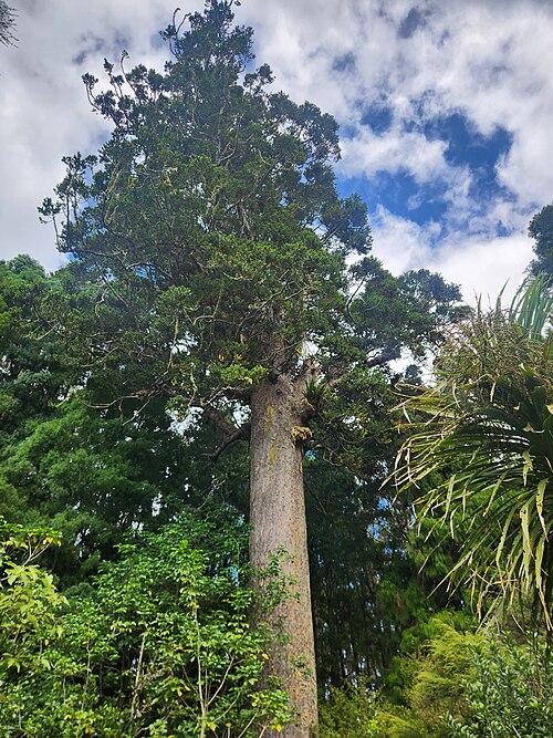 Simpson Kauri
