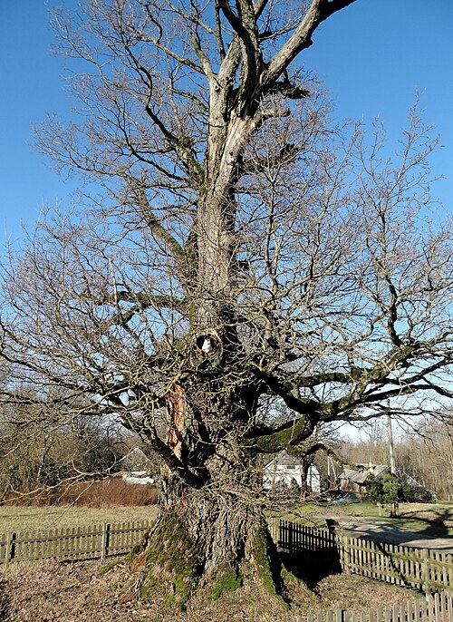 Mingėlos Oak