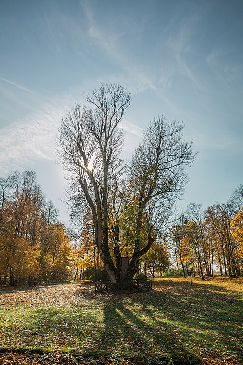 The Witch's Ash