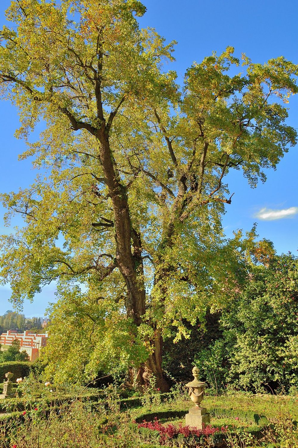 The Tulip Tree of Casa Tait