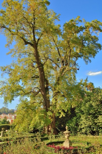 The Tulip Tree of Casa Tait