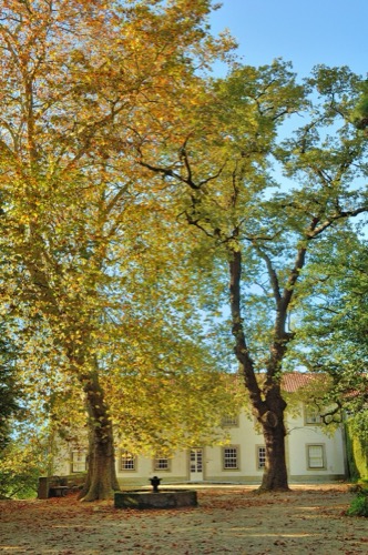 The Plane of Quinta da Macieirinha